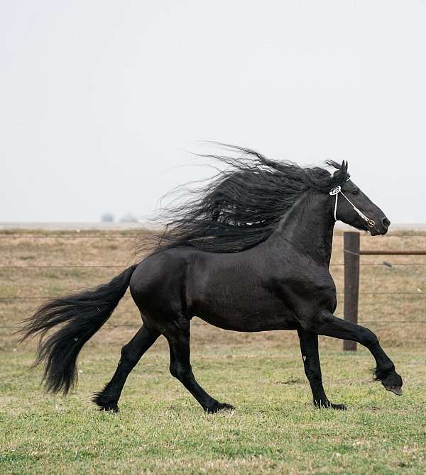 fbr-friesian-quarter-horse-colt-stallion