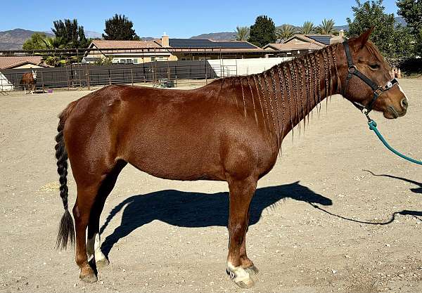 quarter-horse-mare