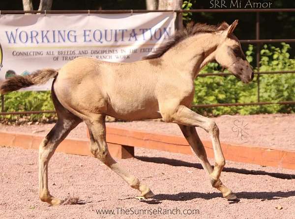 andelusian-andalusian-horse