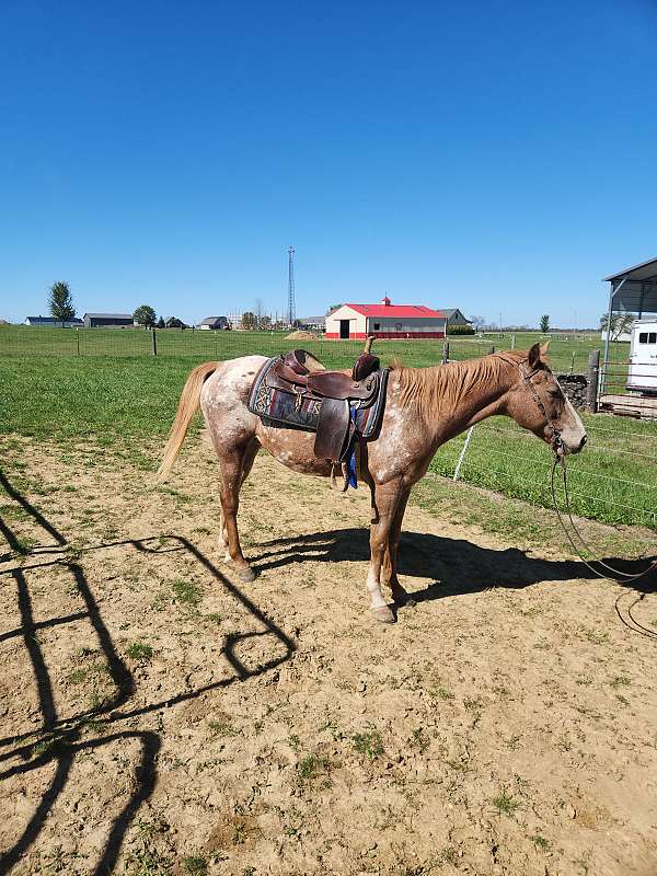 gymkhana-appaloosa-horse