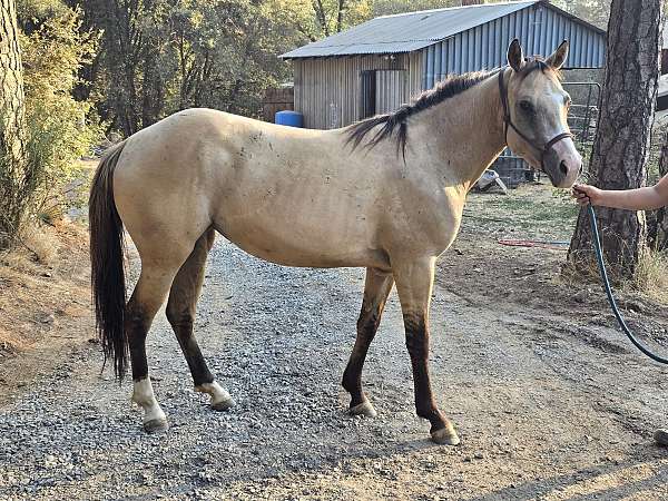 white-socks-crooked-unique-blaze-pony