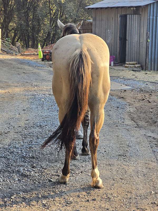 all-papers-quarter-pony
