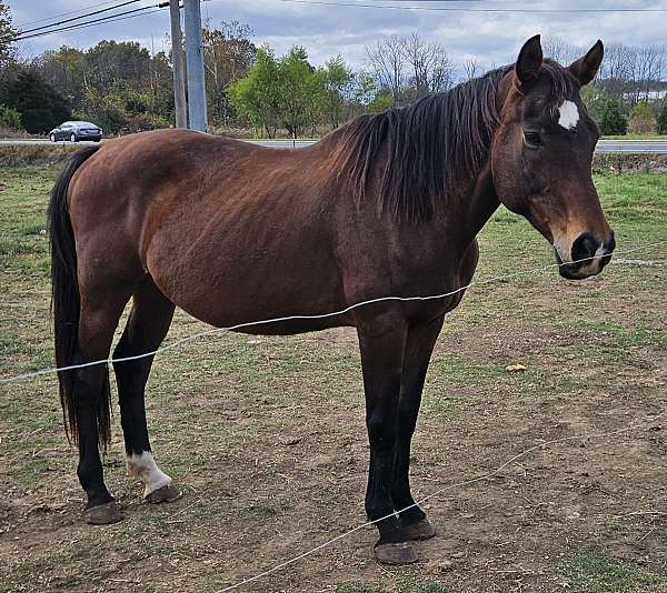 belgian-warmblood-gelding