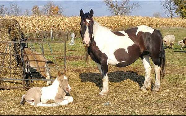 bay-american-cream-colt