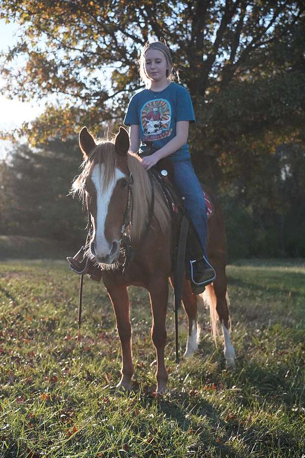 flashy-gaited-tennessee-walking-pony