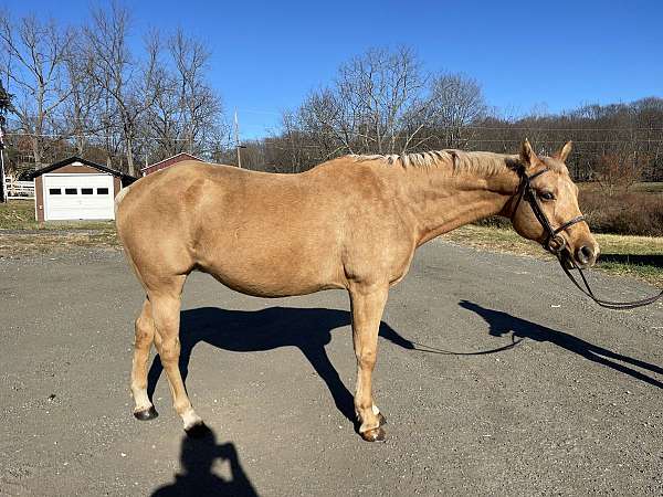 chocolate-palomino-double-registered-horse