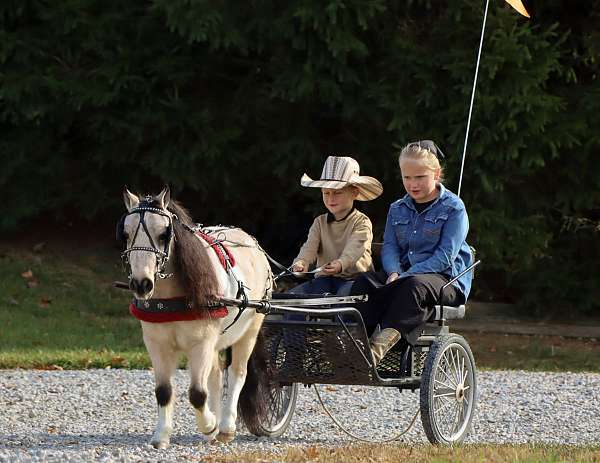 buckskin-paint-pony