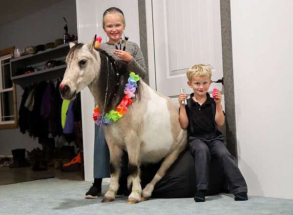 beginner-safe-kid-pony