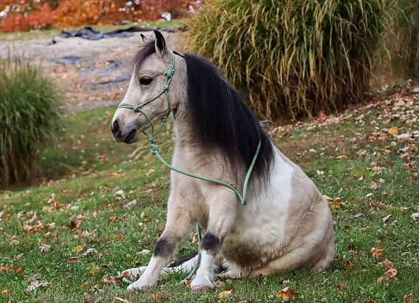 bridle-pony