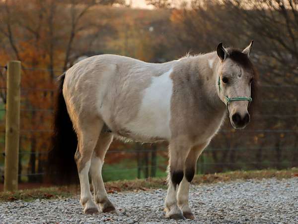 buckskin-pony