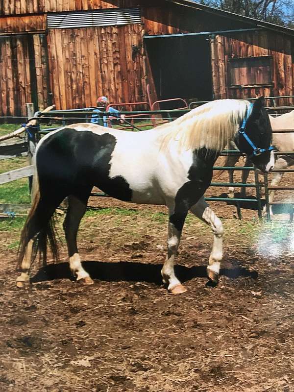 paint-horse-for-sale