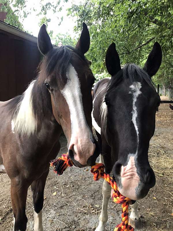 black-breeding-horse