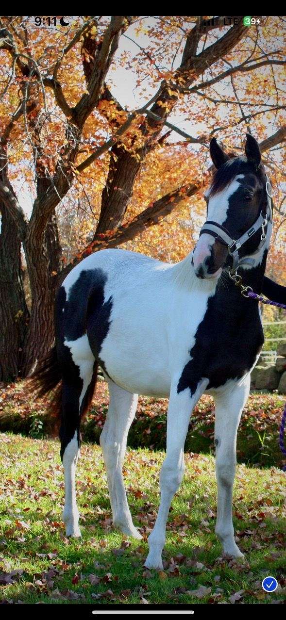 black-halter-horse