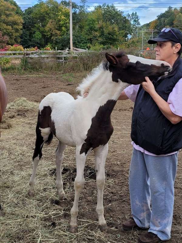 bay-paint-thoroughbred-foal