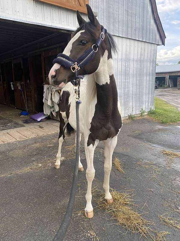 black-paint-thoroughbred-filly