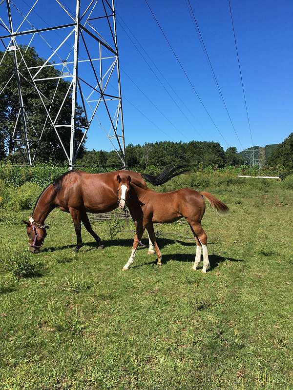 black-paint-thoroughbred-mare