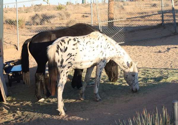 halter-appaloosa-knabstrupper-horse