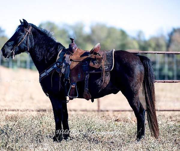 pony-gelding