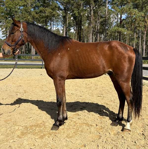 bay-tennessee-walking-gelding