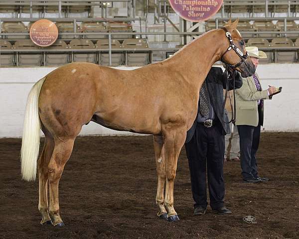 futurity-money-winner-quarter-horse