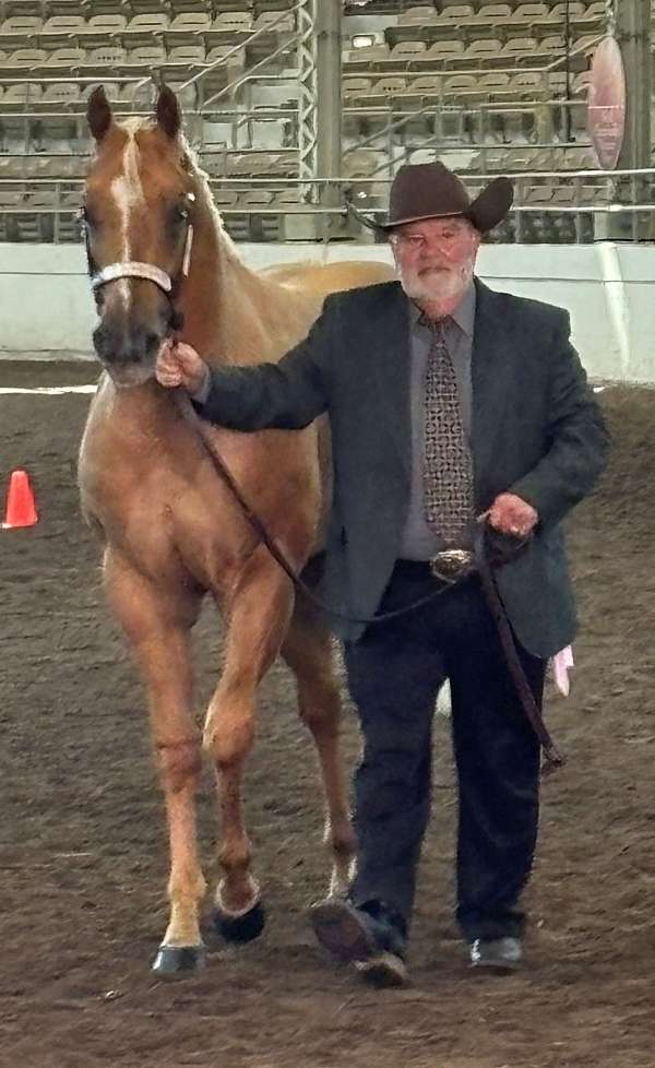 triple-registered-halter-show-horse-quarter