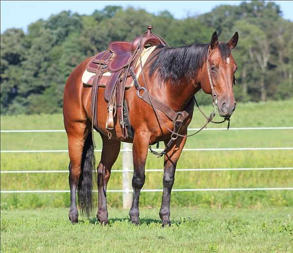 beginner-quarter-horse