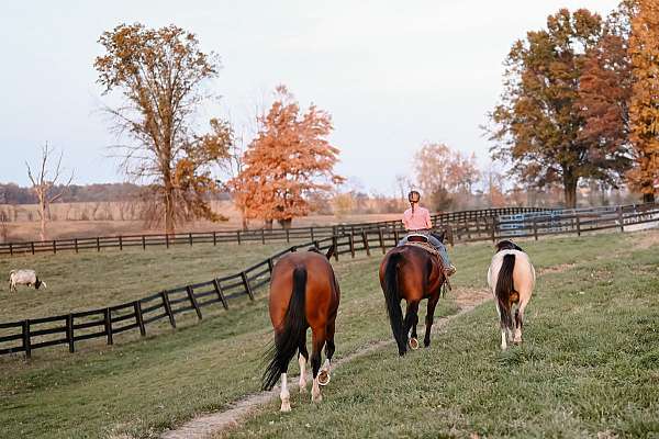 foundation-quarter-horse