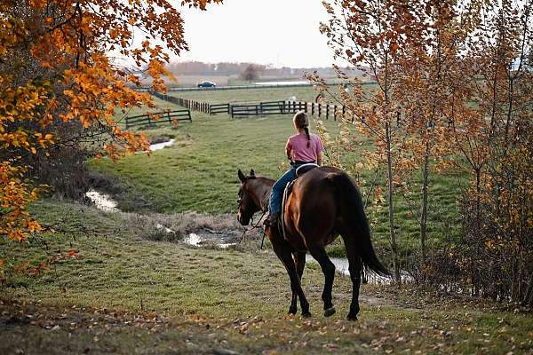 horsemanship-quarter-horse