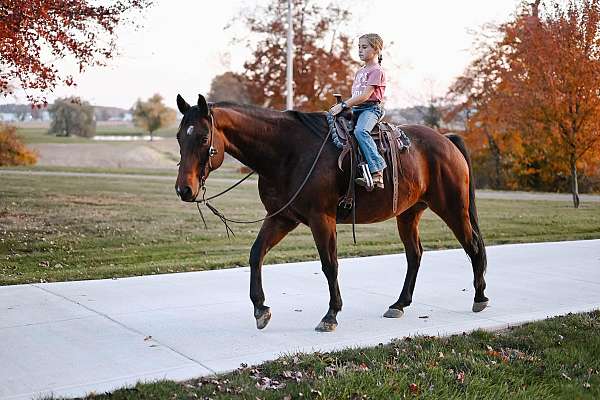 kid-safe-quarter-horse