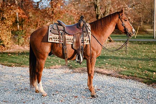 red-roan-star-strip-snip-stockings-horse