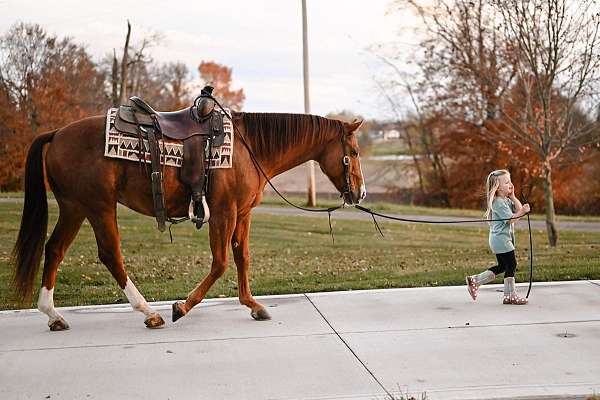 red-roan-western-dressag-horse