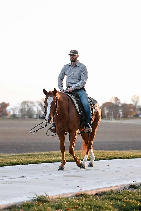 athletic-quarter-horse