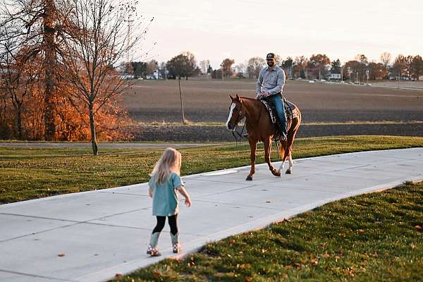 barrel-quarter-horse