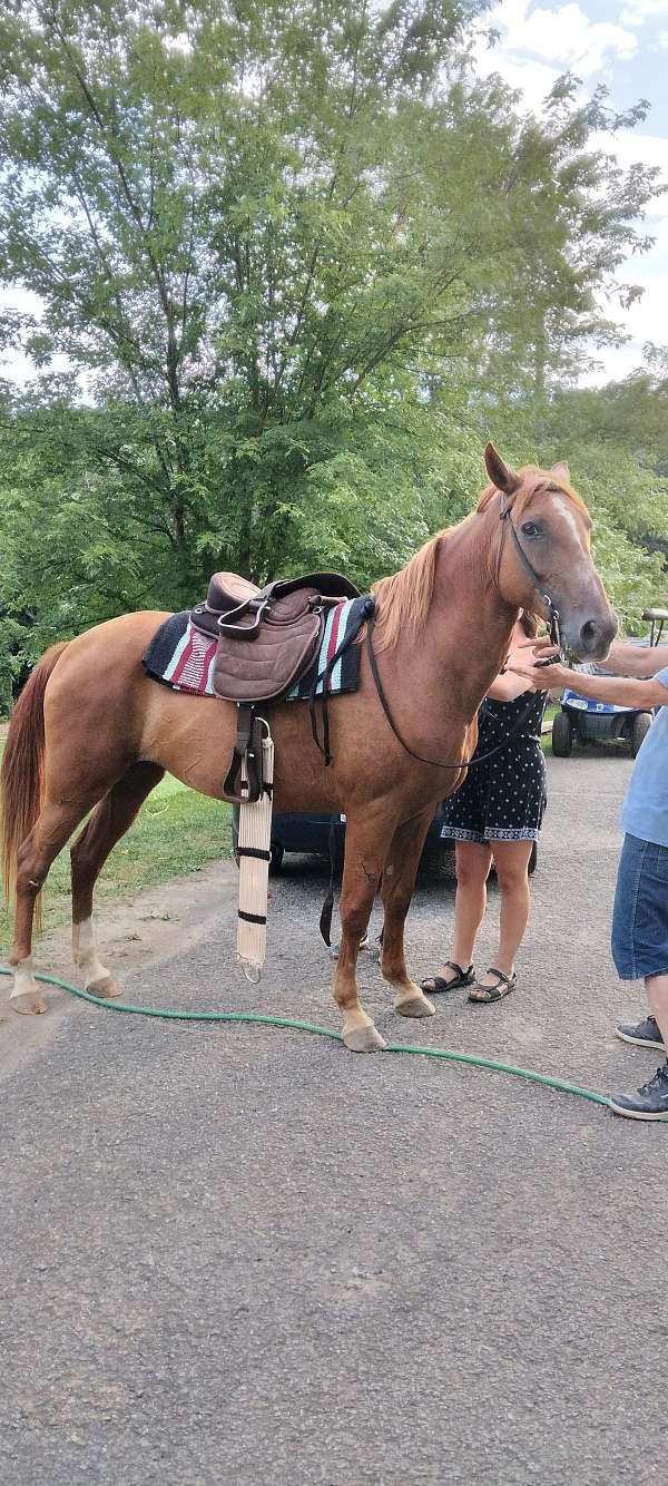 white-blaze-socks-horse