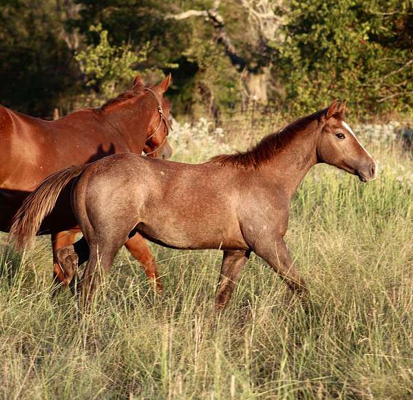 athletic-quarter-horse