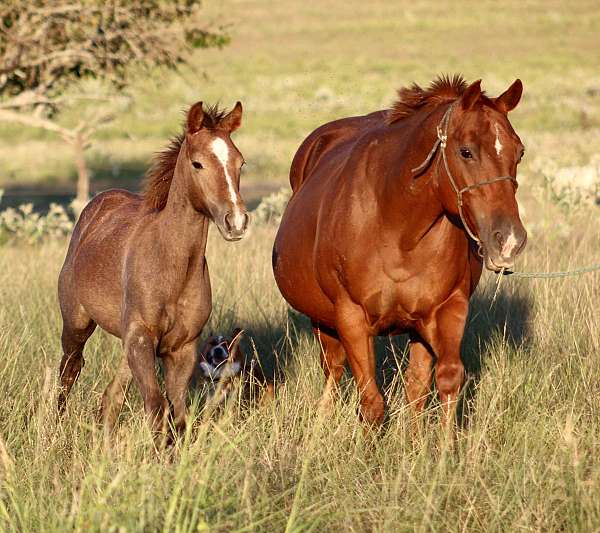 breeding-quarter-horse