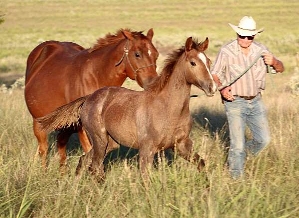 calf-roping-quarter-horse