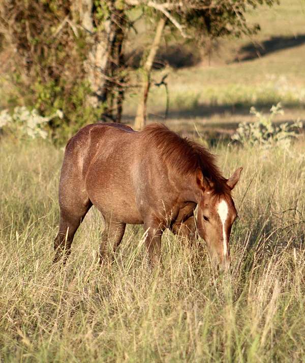 mounted-patrol-quarter-horse