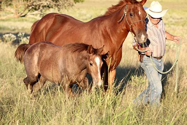 performance-quarter-horse