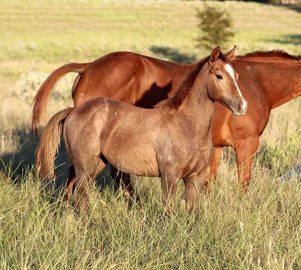 ranch-versatility-quarter-horse