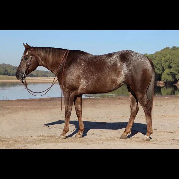 varnish-roan-appaloosa-with-silver-highlights-horse