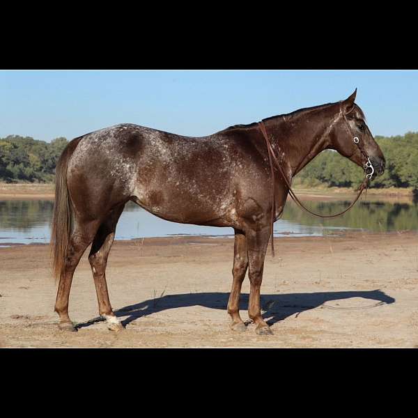 red-roan-varnish-appaloosa-with-silver-highlights-horse