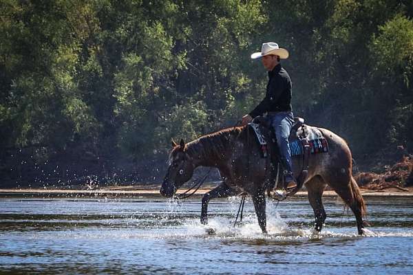 red-roan-aaha-horse