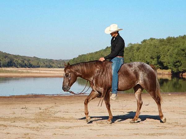 red-roan-aaha-mare