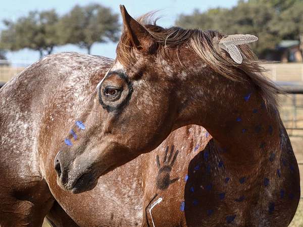 varnish-roan-appaloosa-with-silver-highlights