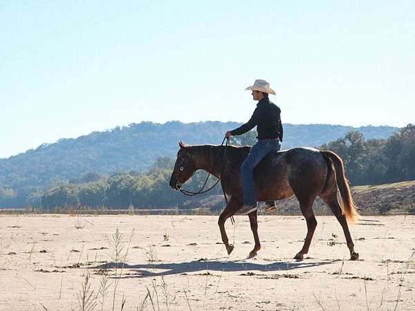 aaha-appaloosa-horse