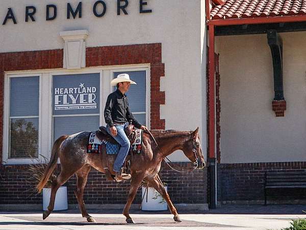 kid-appaloosa-horse