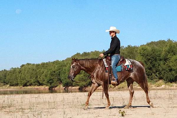 kid-safe-appaloosa-horse