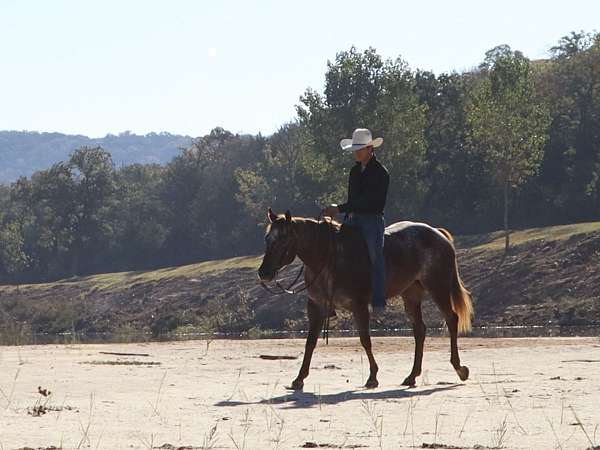 gentle-appaloosa-horse