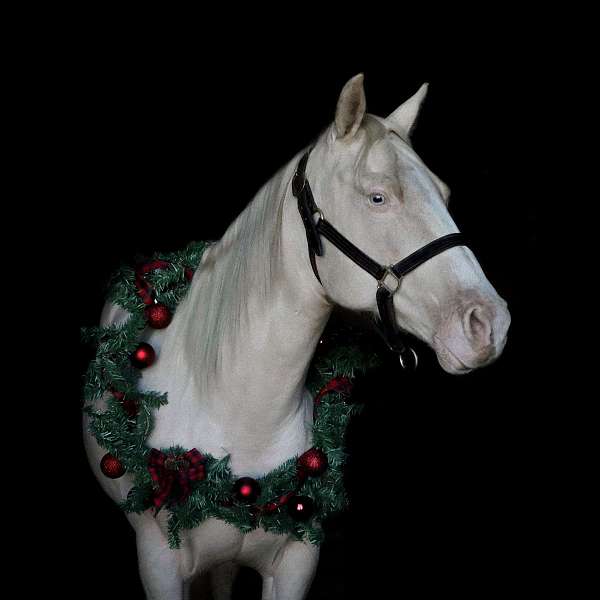 red-roan-varnish-appaloosa-with-silver-highlights-horse